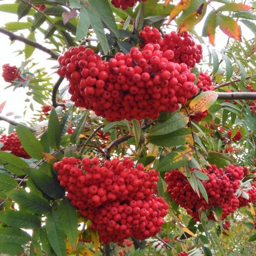 Sorbus aucuparia 'Moravica' - Harilik pihlakas 'Moravica' C7/7L